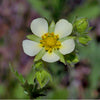 Prairie Cinquefoil (Potentilla arguta)