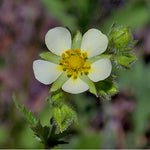 Prairie Cinquefoil (Potentilla arguta)