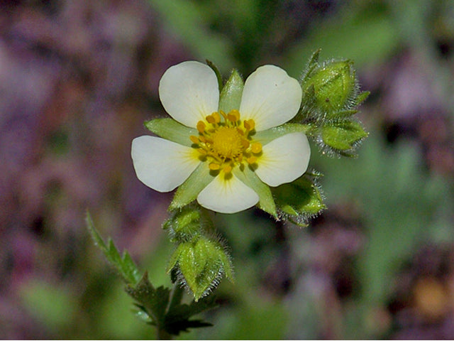 Prairie Cinquefoil (Potentilla arguta)