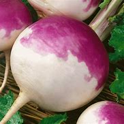 Purple Top White Globe Turnip Seed