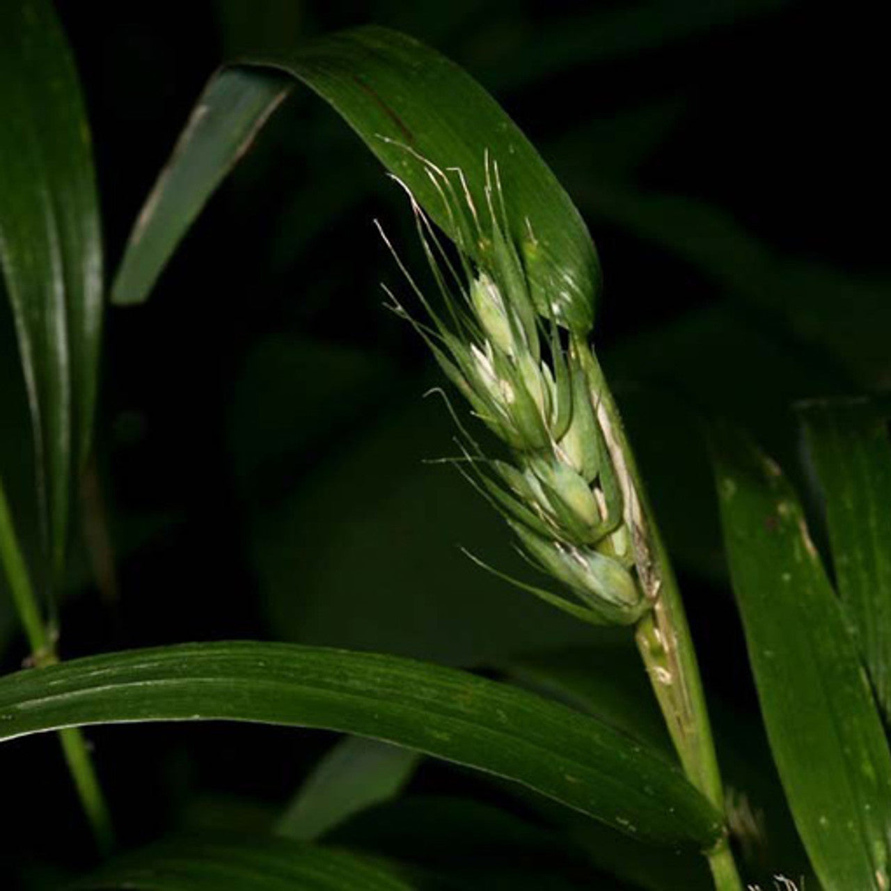 Virginia Wildrye Seed (Elymus virginicus)
