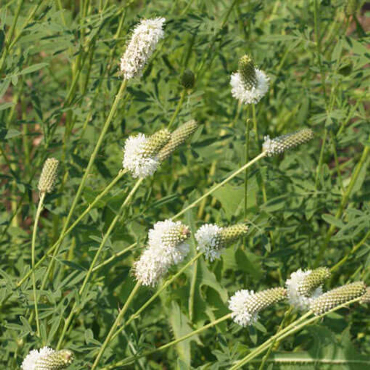 White Prairie Clover Seed (Dalea candida)