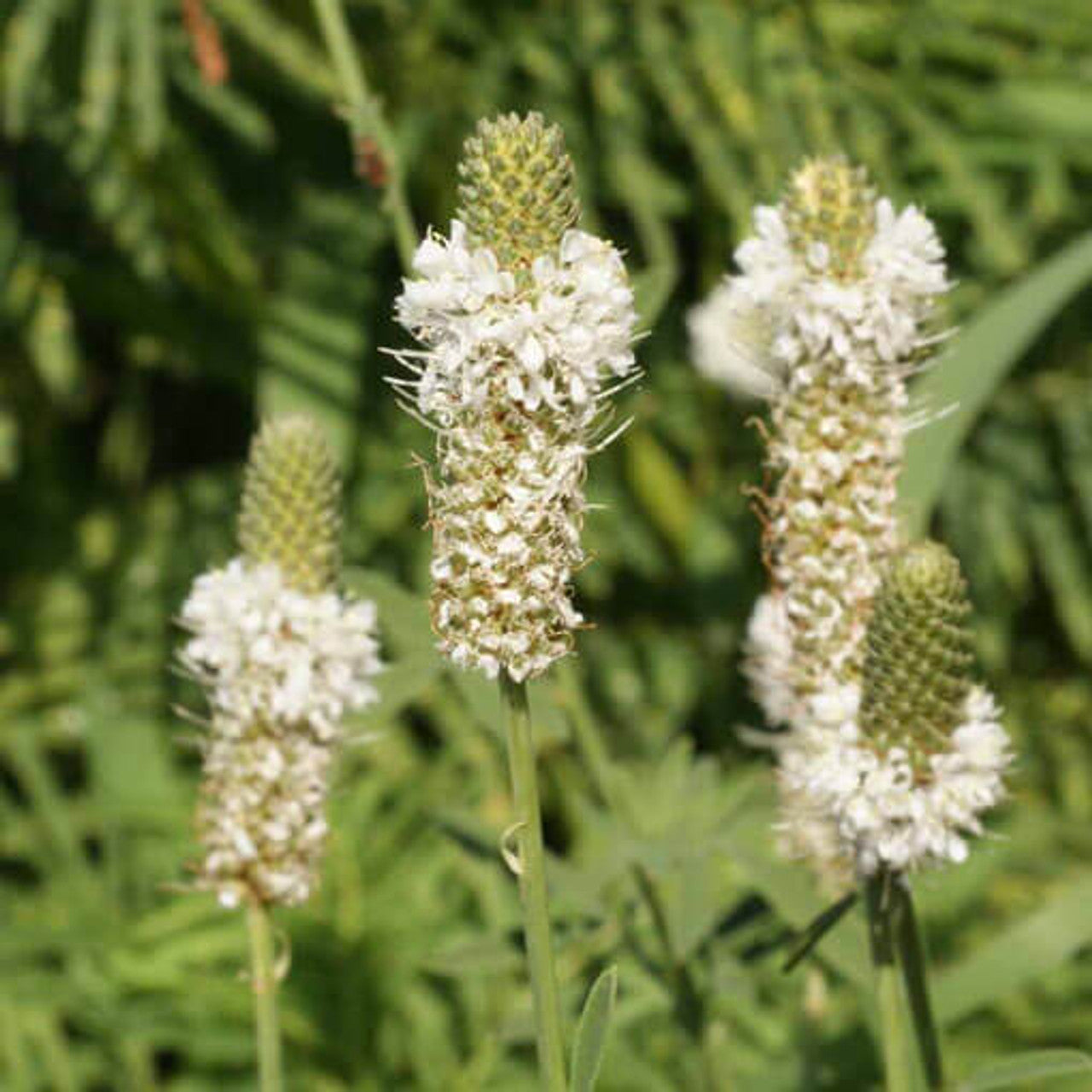 White Prairie Clover Seed (Dalea candida)