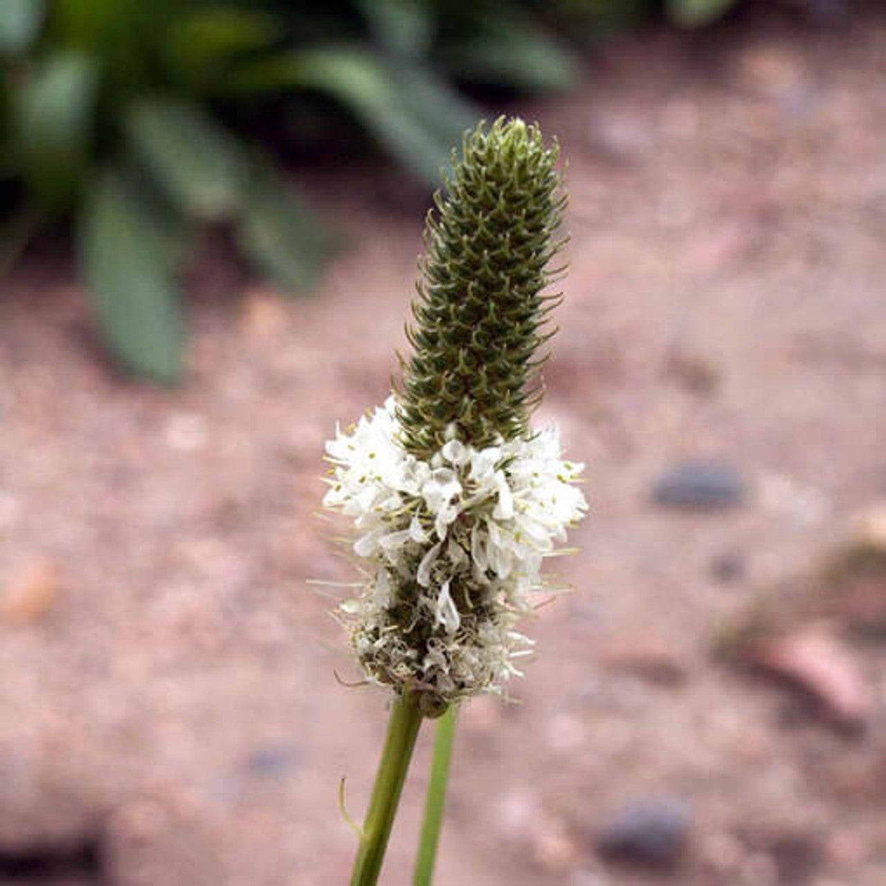 White Prairie Clover Seed (Dalea candida)