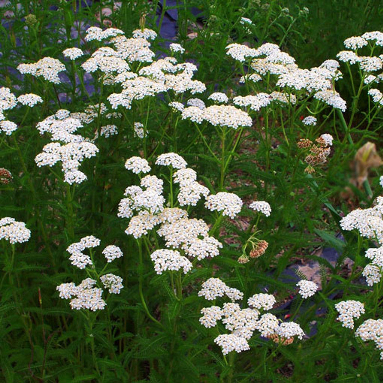 White Yarrow Seed (Achillea millefolium)