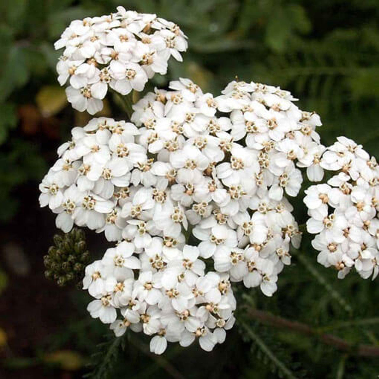 White Yarrow Seed (Achillea millefolium)