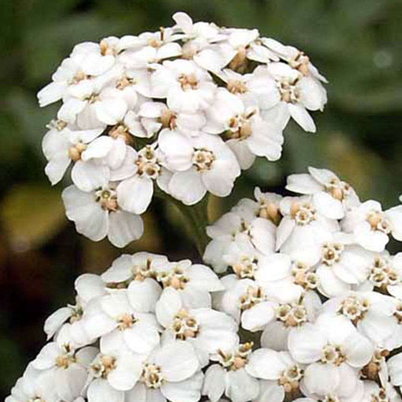 White Yarrow Seed (Achillea millefolium)