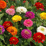 California Giant Zinnia mix
