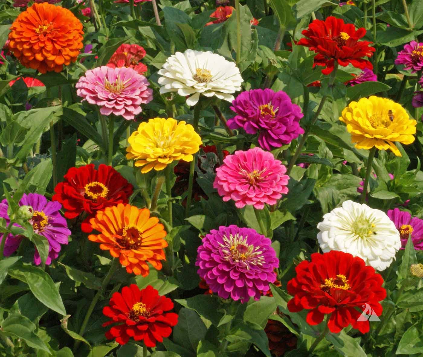 California Giant Zinnia mix