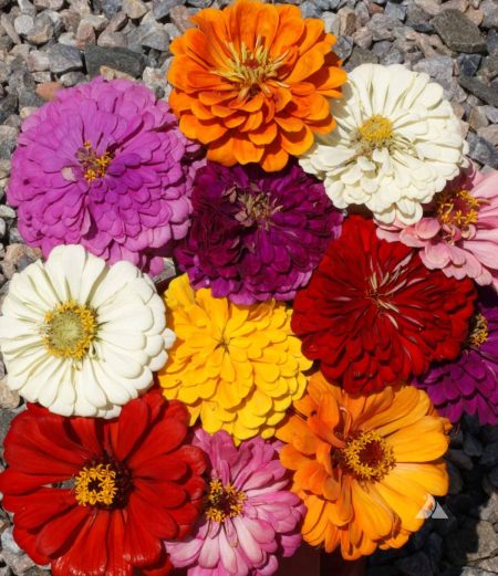 California Giant Zinnia mix