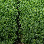 AmeriStand 457TQ RR (RoundUp Ready)