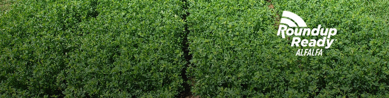 AmeriStand 457TQ RR (RoundUp Ready)