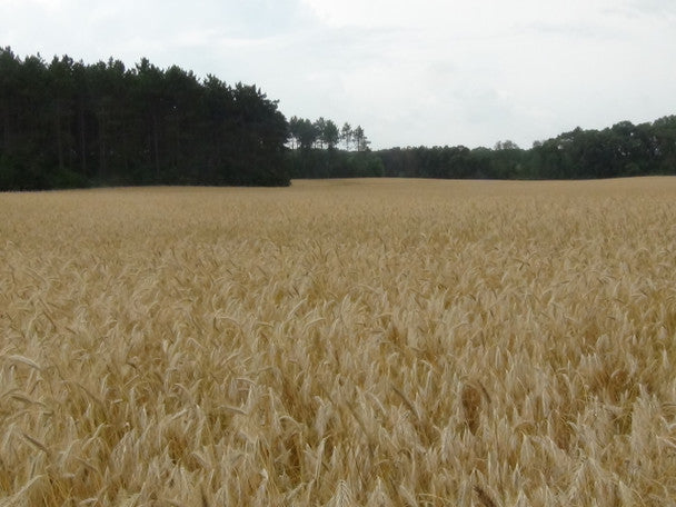 Winter Rye Food Plot Seed