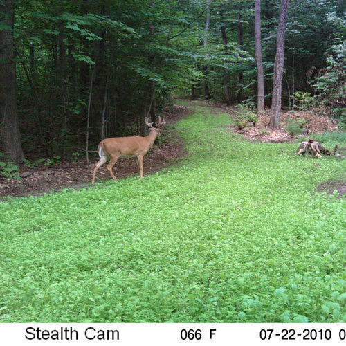 Annual and Perennial Mix Food Plot Seed