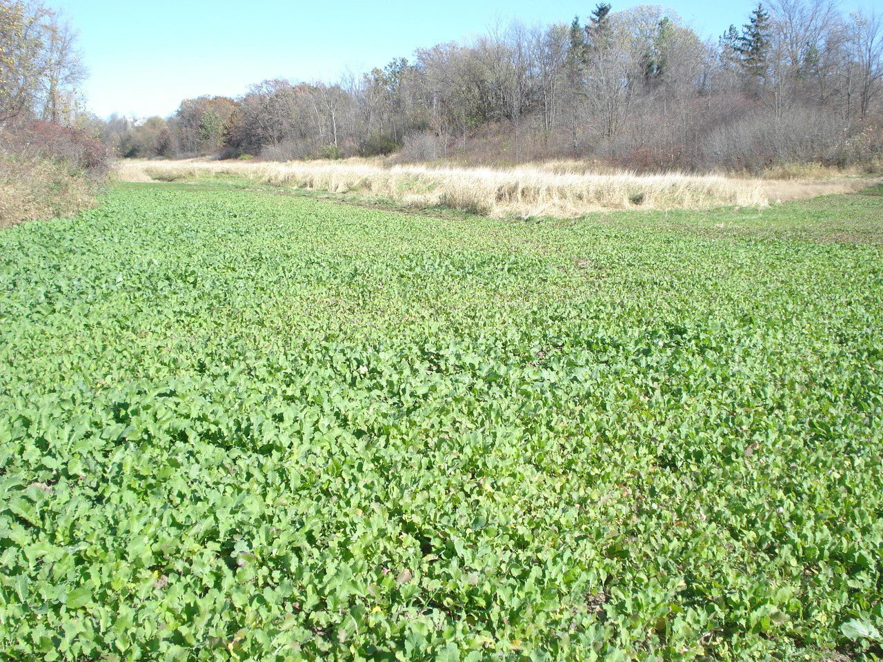 Forage Turnip Food Plot Seed