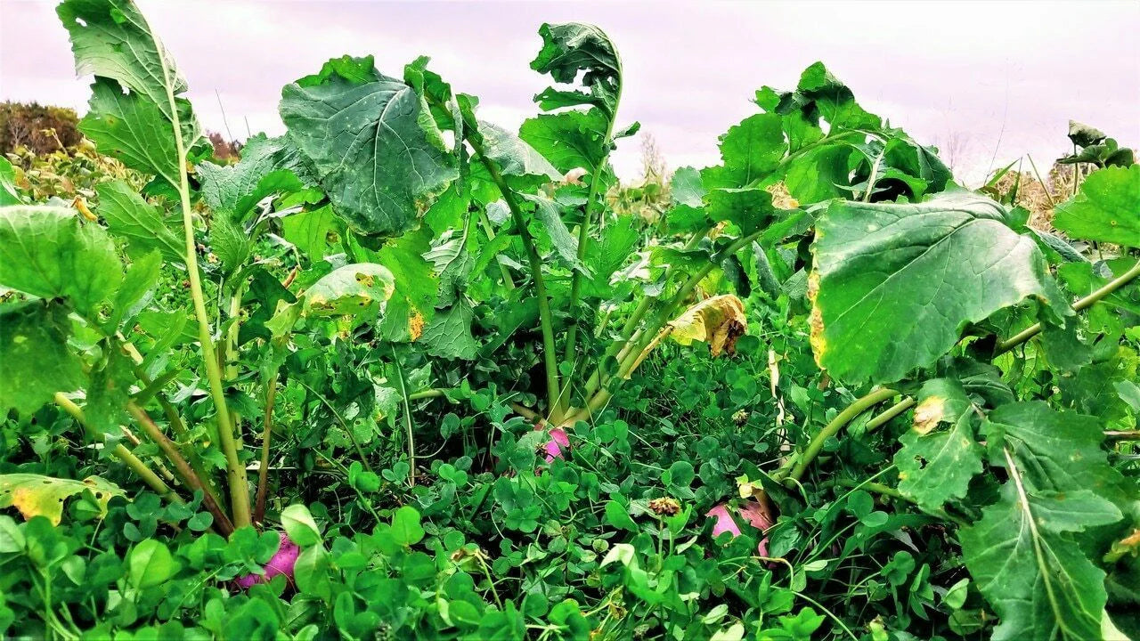 Forage Turnip Food Plot Seed