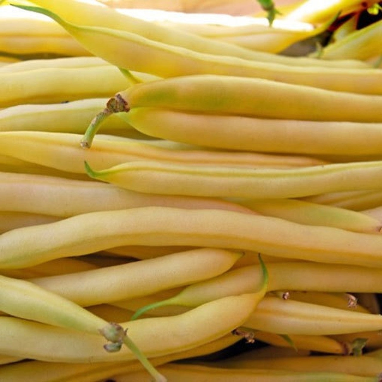 Golden Wax Yellow Bush Bean Seed