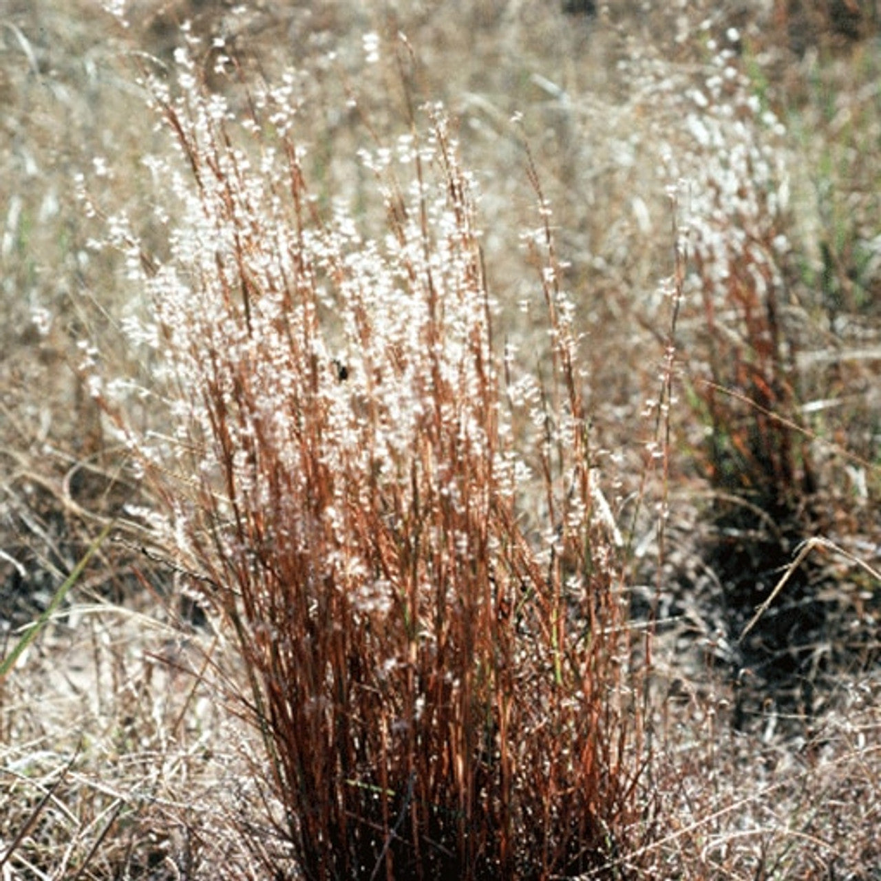 Little Bluestem Seed (Schizachyrium scoparium)