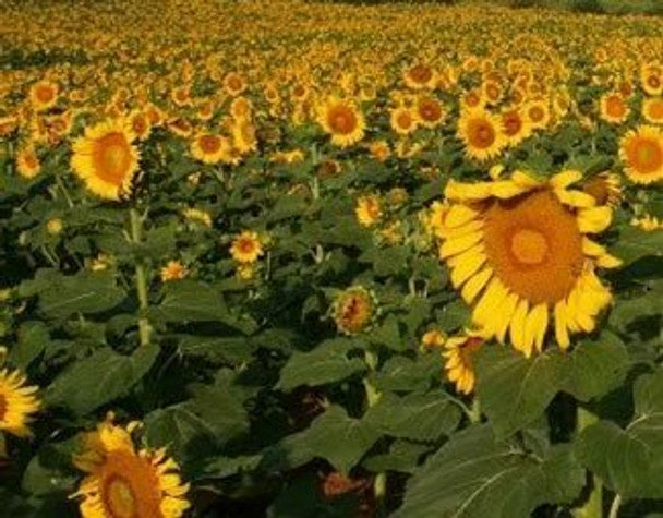 Peredovik Sunflower Seeds