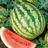 Crimson Sweet Watermelon Seed