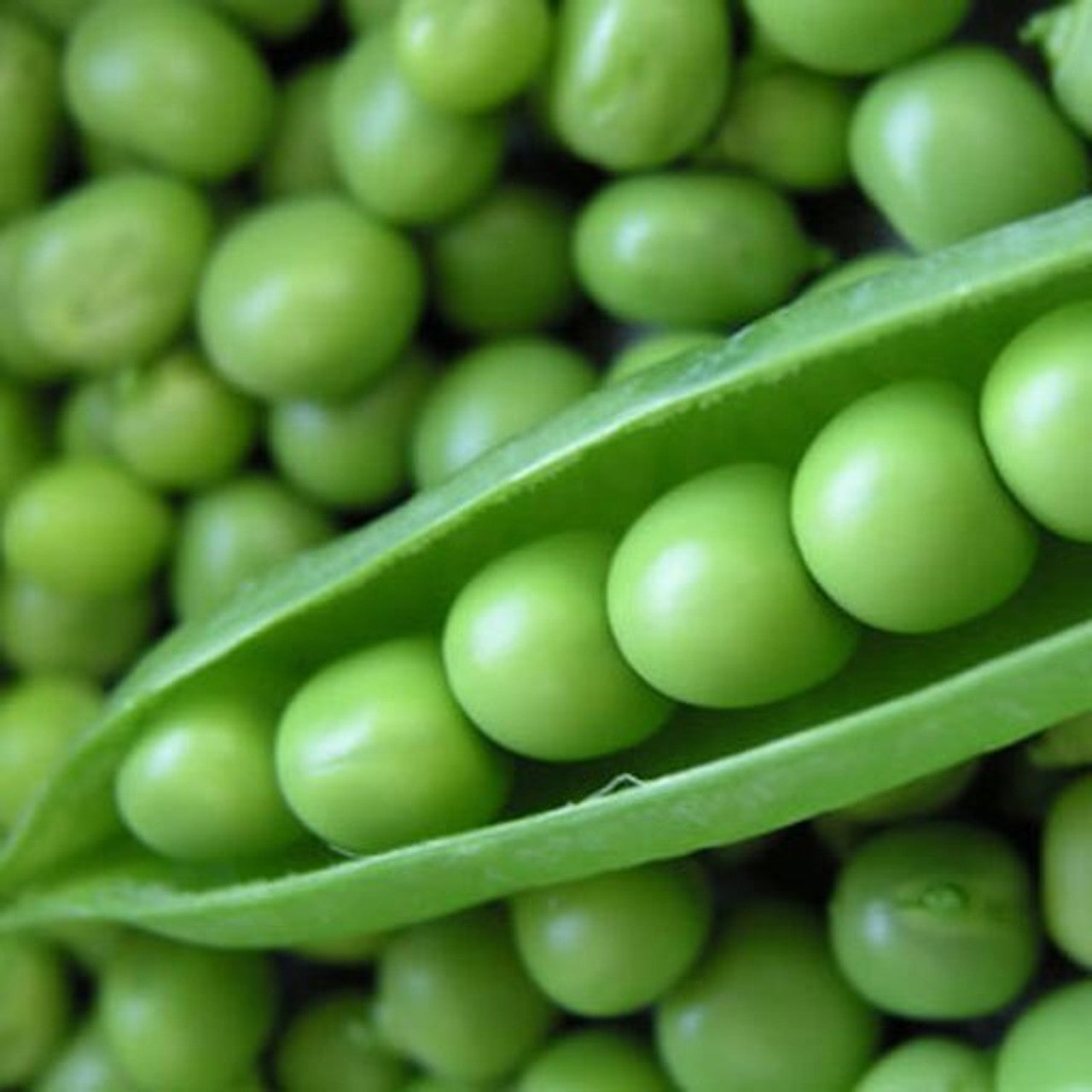 Sugar Snap Pea Seed