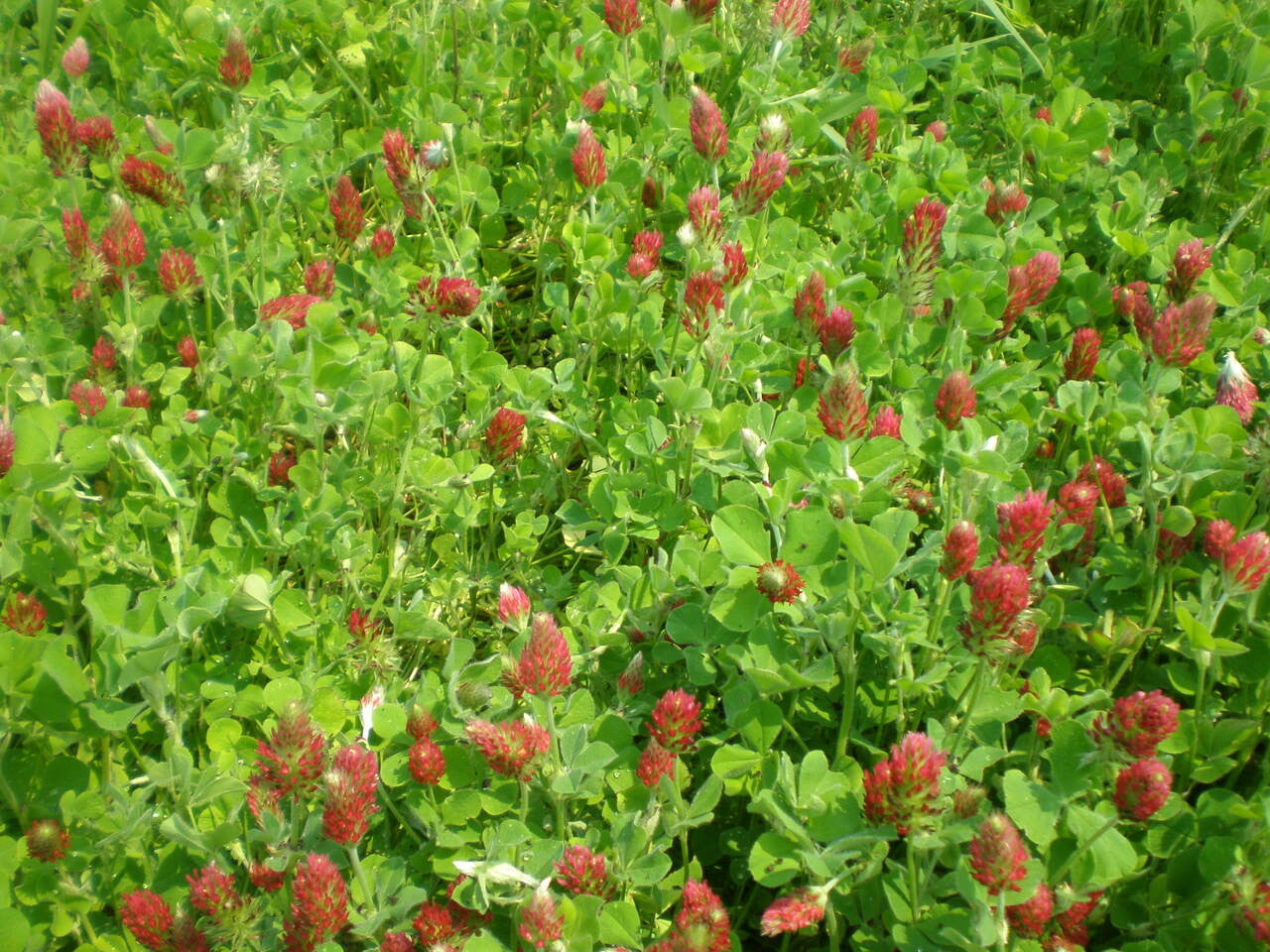 Crimson Clover Seed