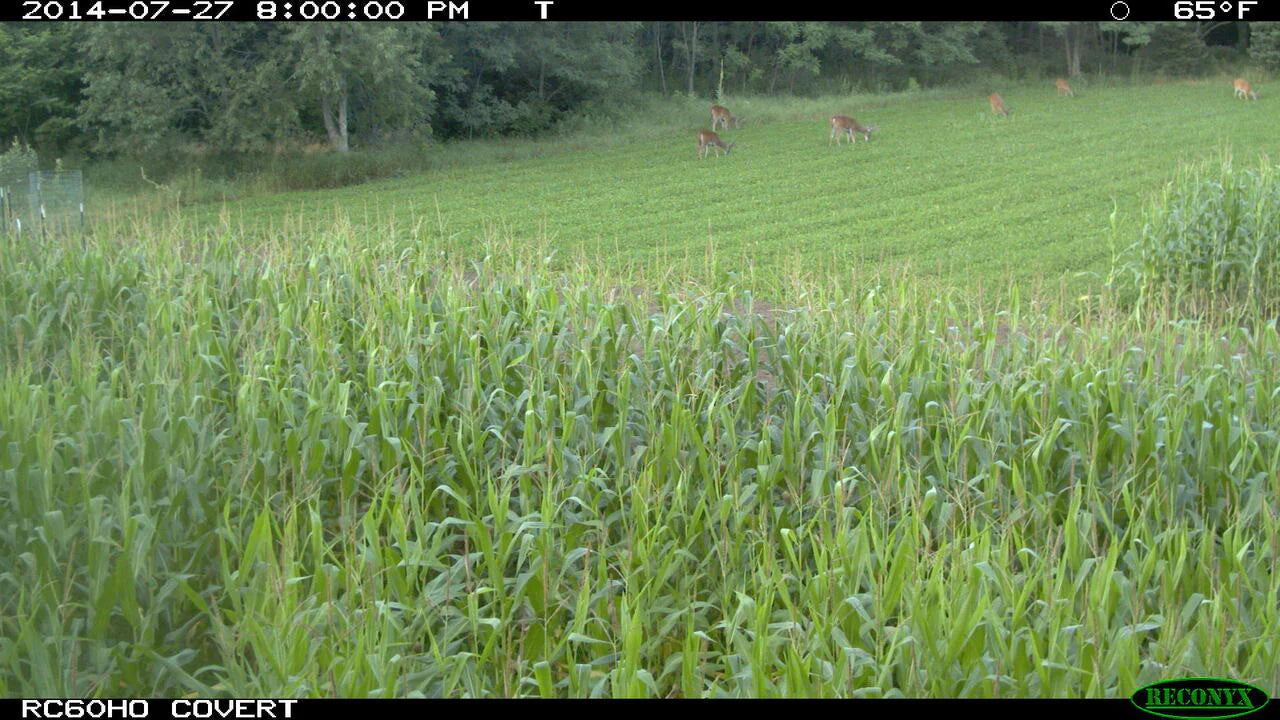 Annual and Perennial Mix Food Plot Seed