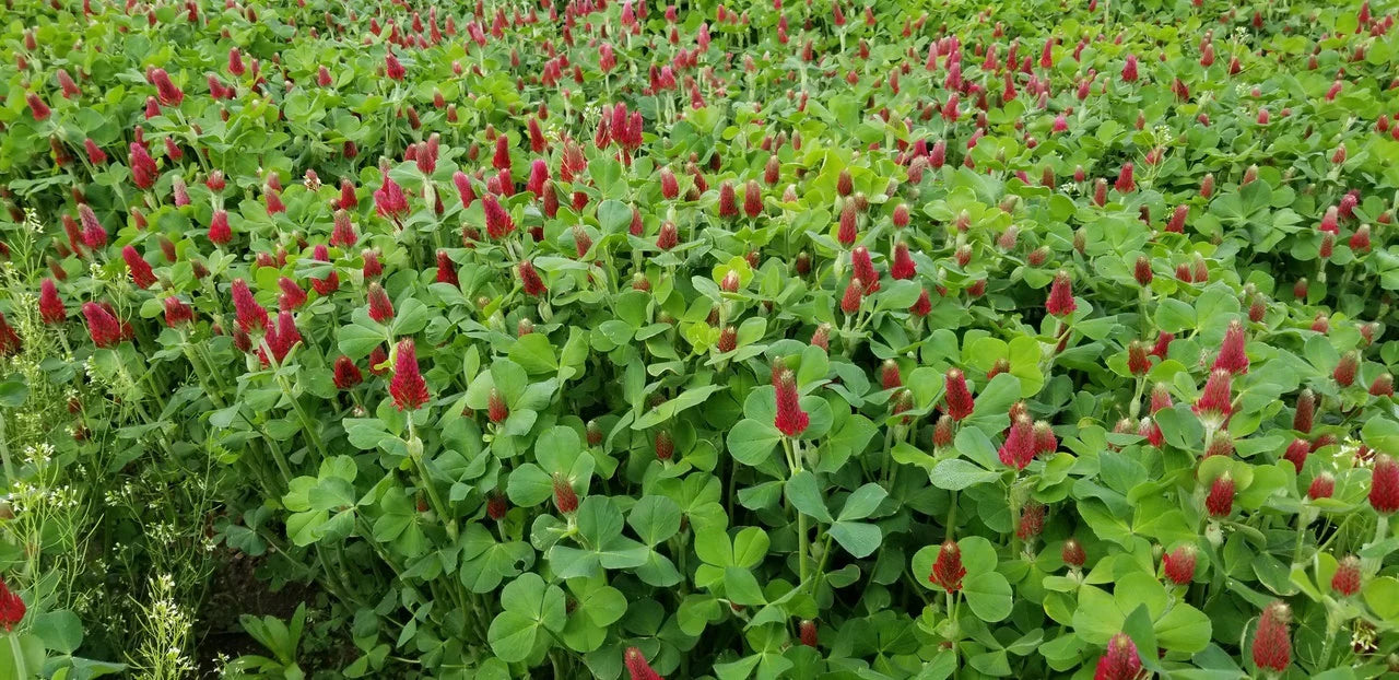 Crimson Clover Food Plot Seed