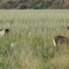 MonsterBuck Forage Seed Oats