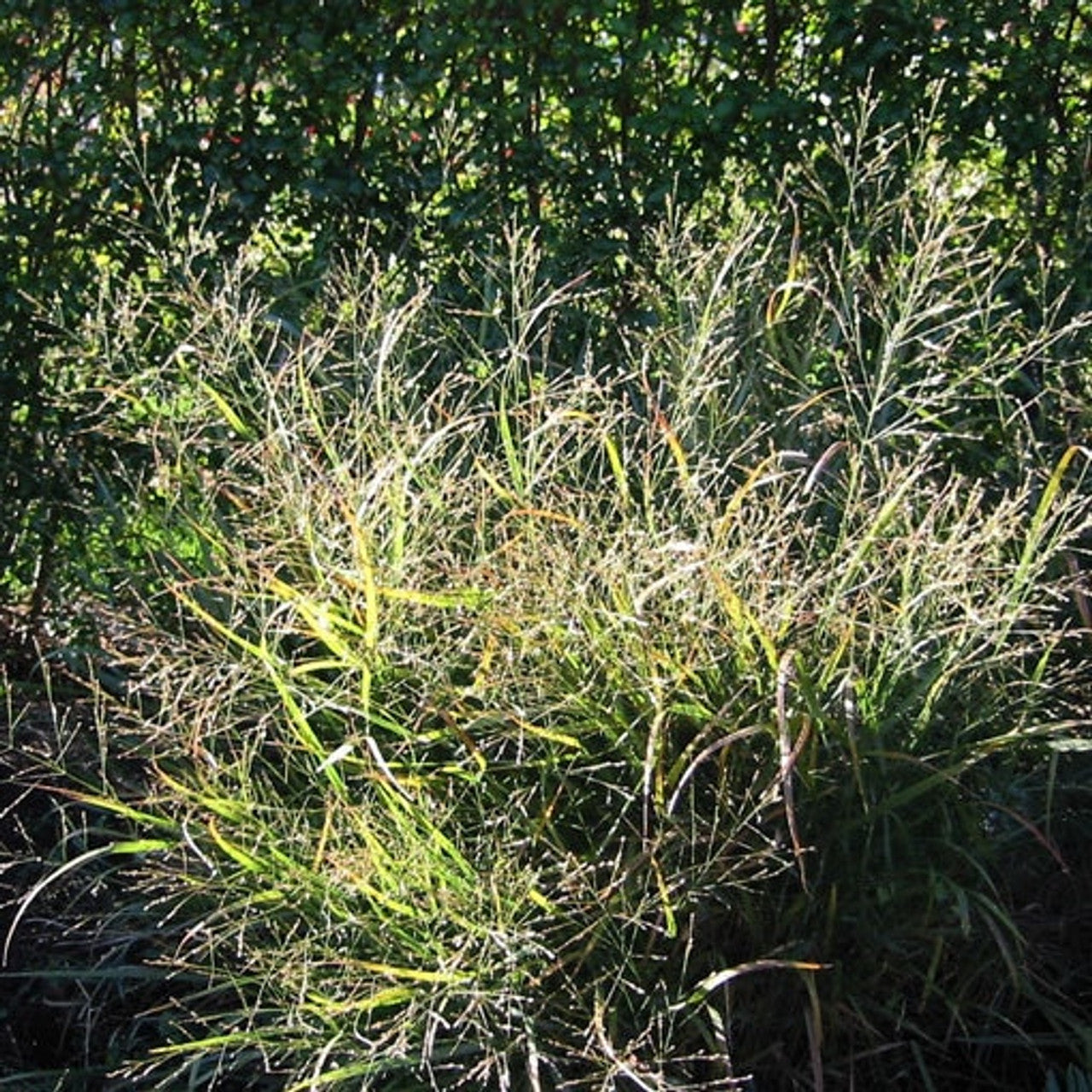 Dacotah Switchgrass Seed (Panicum virgatum)