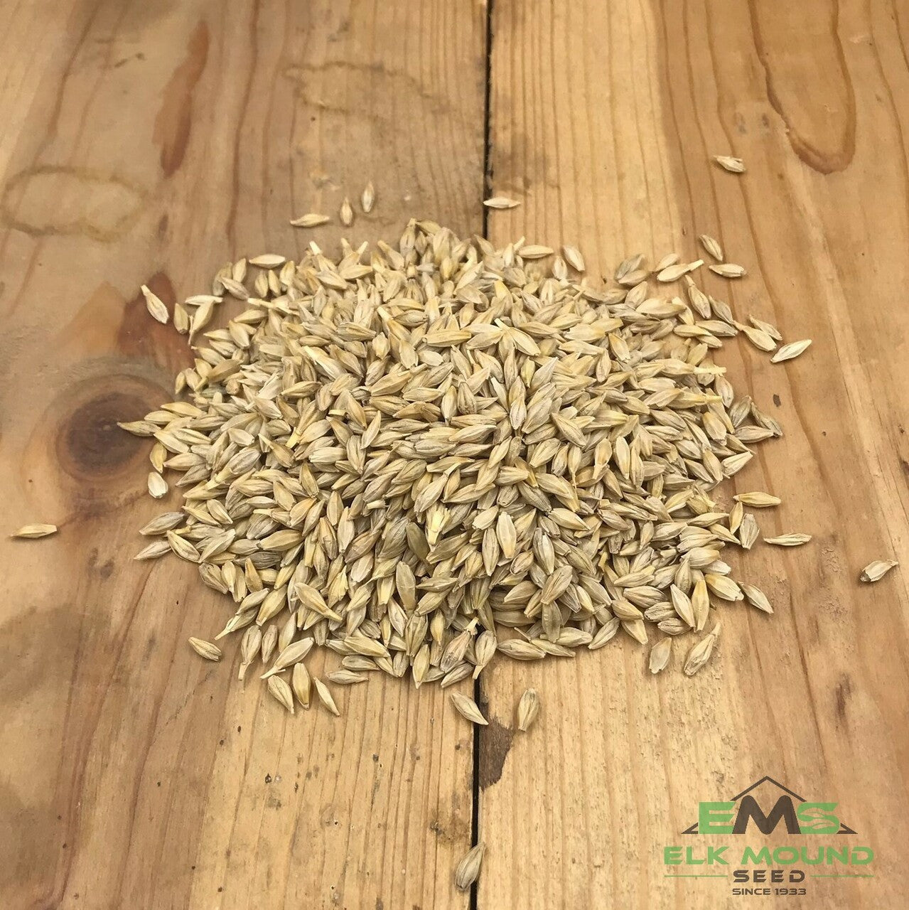 Certified Lacey Barley Seed