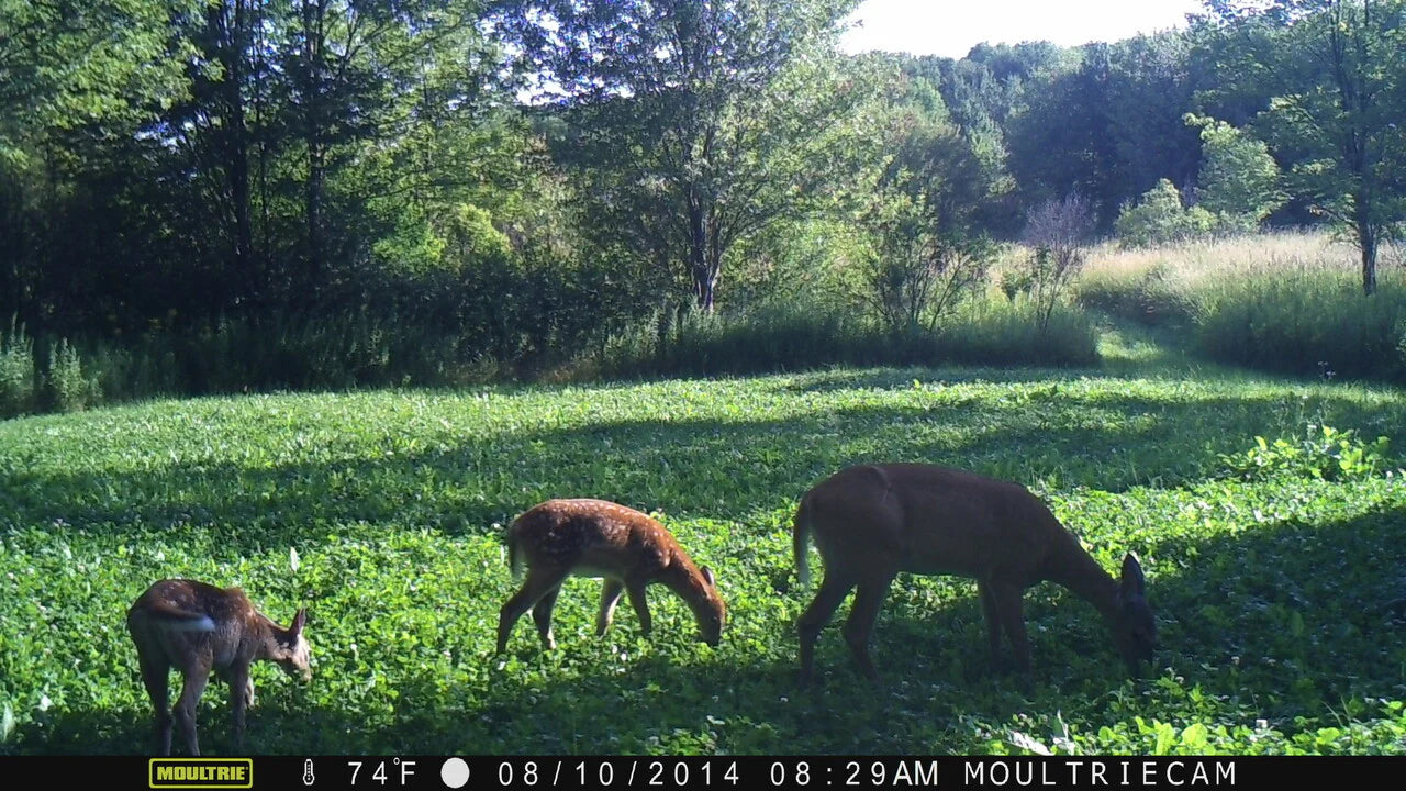 Northern Premium Mix Food Plot Seed