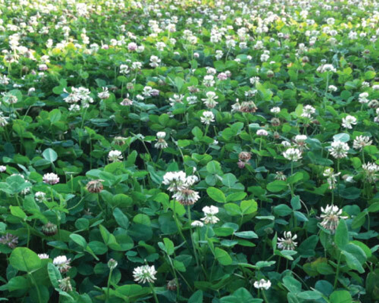 Ladino White Clover Seed