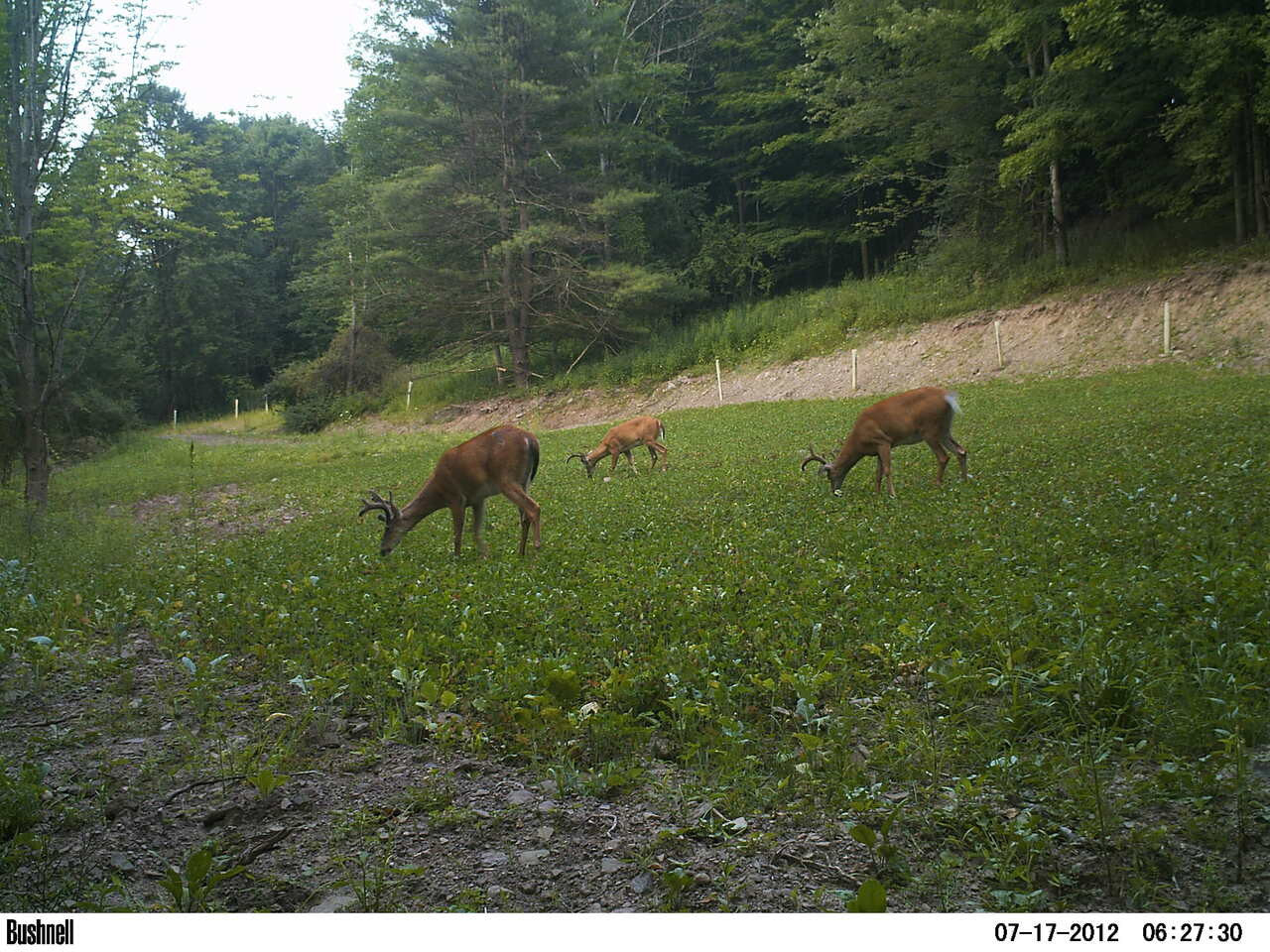 Annual and Perennial Mix Food Plot Seed