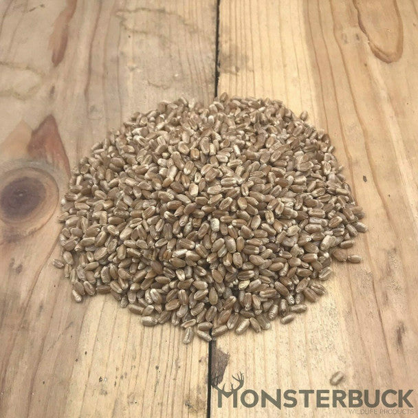 Spring Triticale Seed