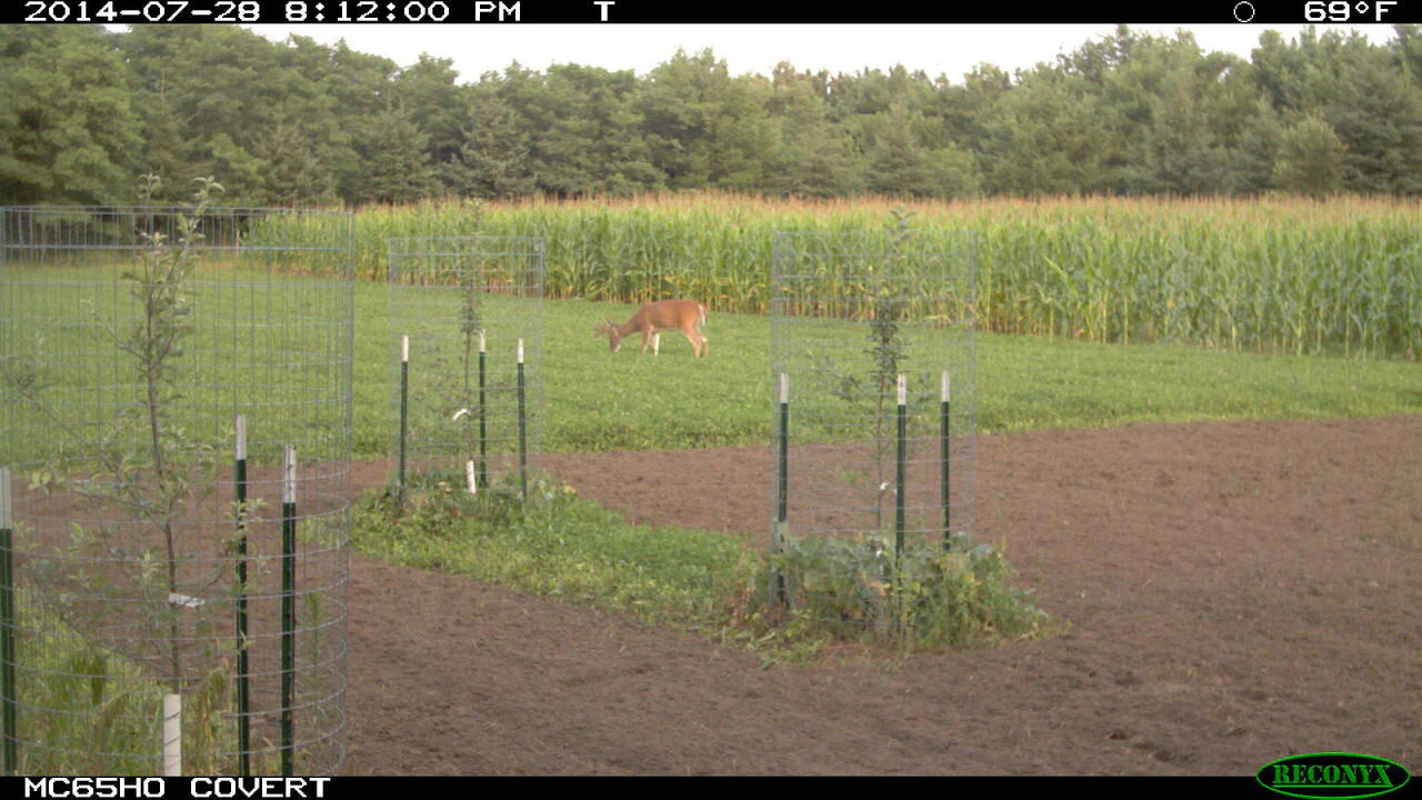 Annual and Perennial Mix Food Plot Seed