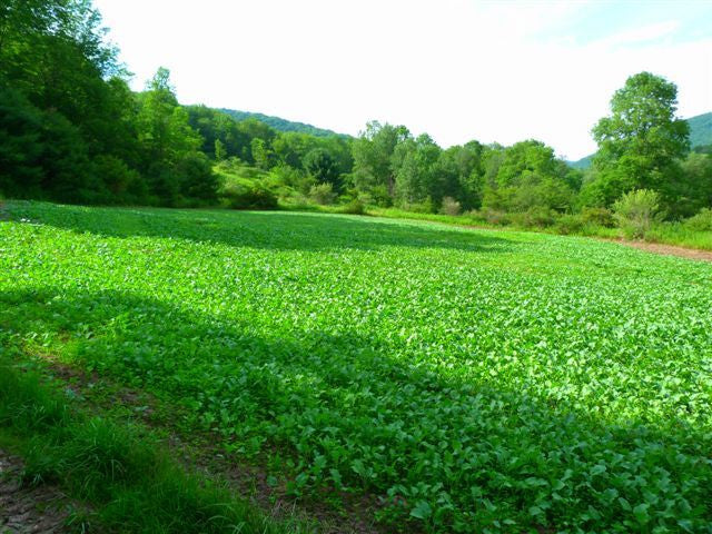 Northern Premium Mix Food Plot Seed