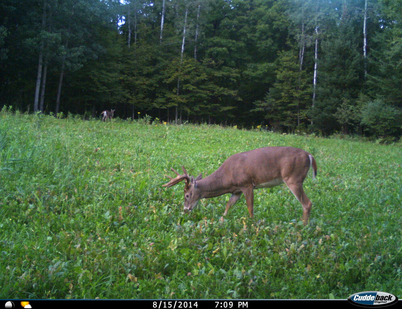 Annual and Perennial Mix Food Plot Seed