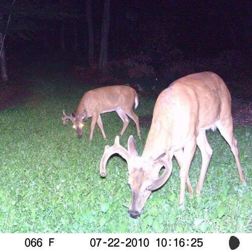 Annual and Perennial Mix Food Plot Seed