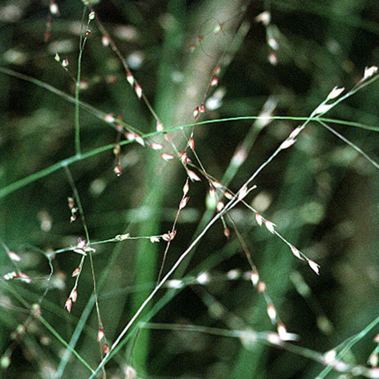 Dacotah Switchgrass Seed (Panicum virgatum)