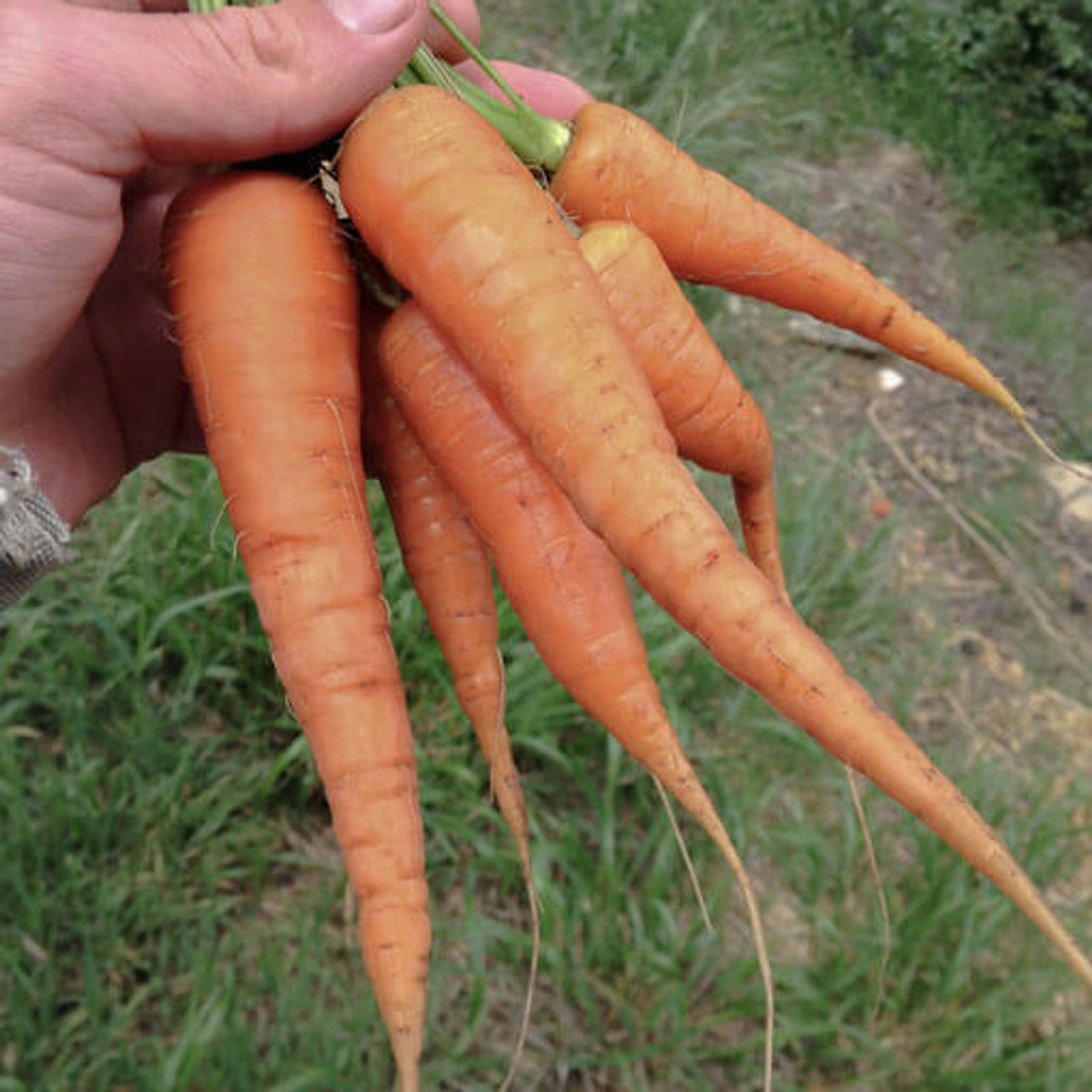 Danvers 126 Carrot Seed