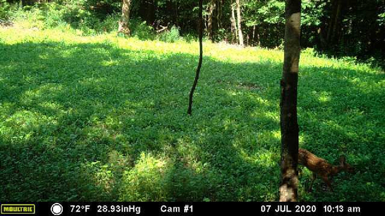 Buckwheat Food Plot Seed