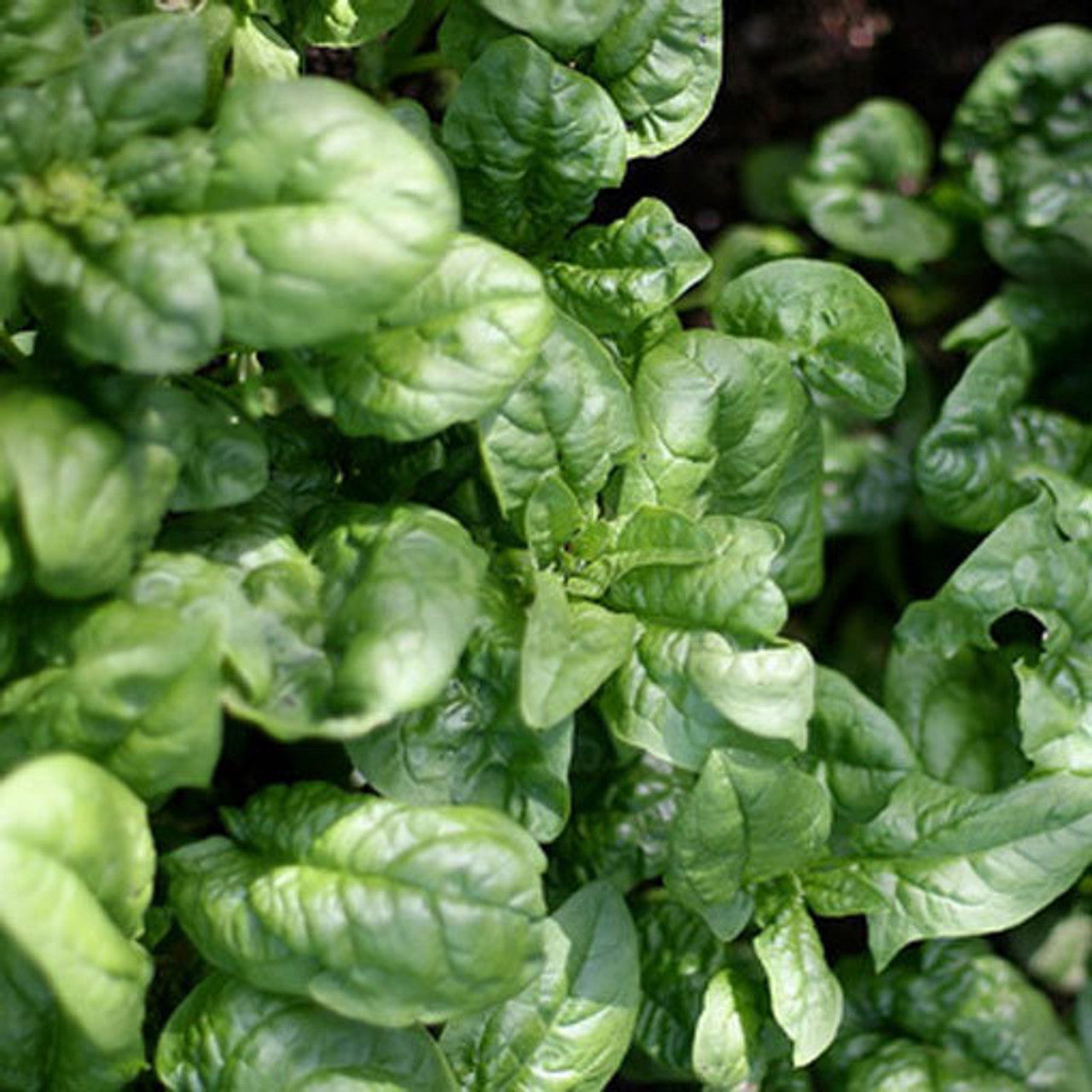 Bloomsdale Long Standing Spinach Seed