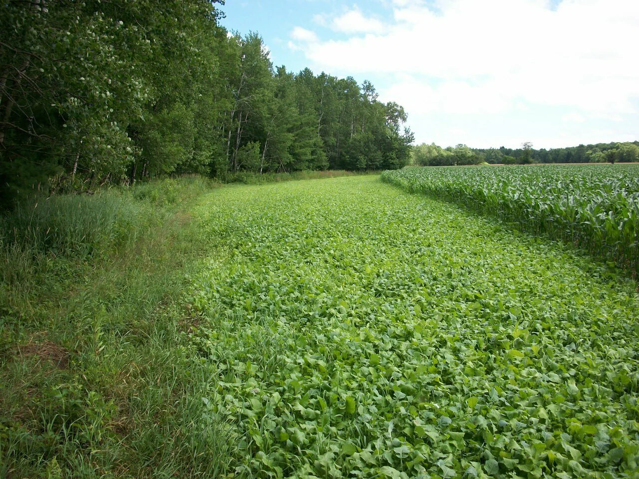 Forage Turnip Food Plot Seed