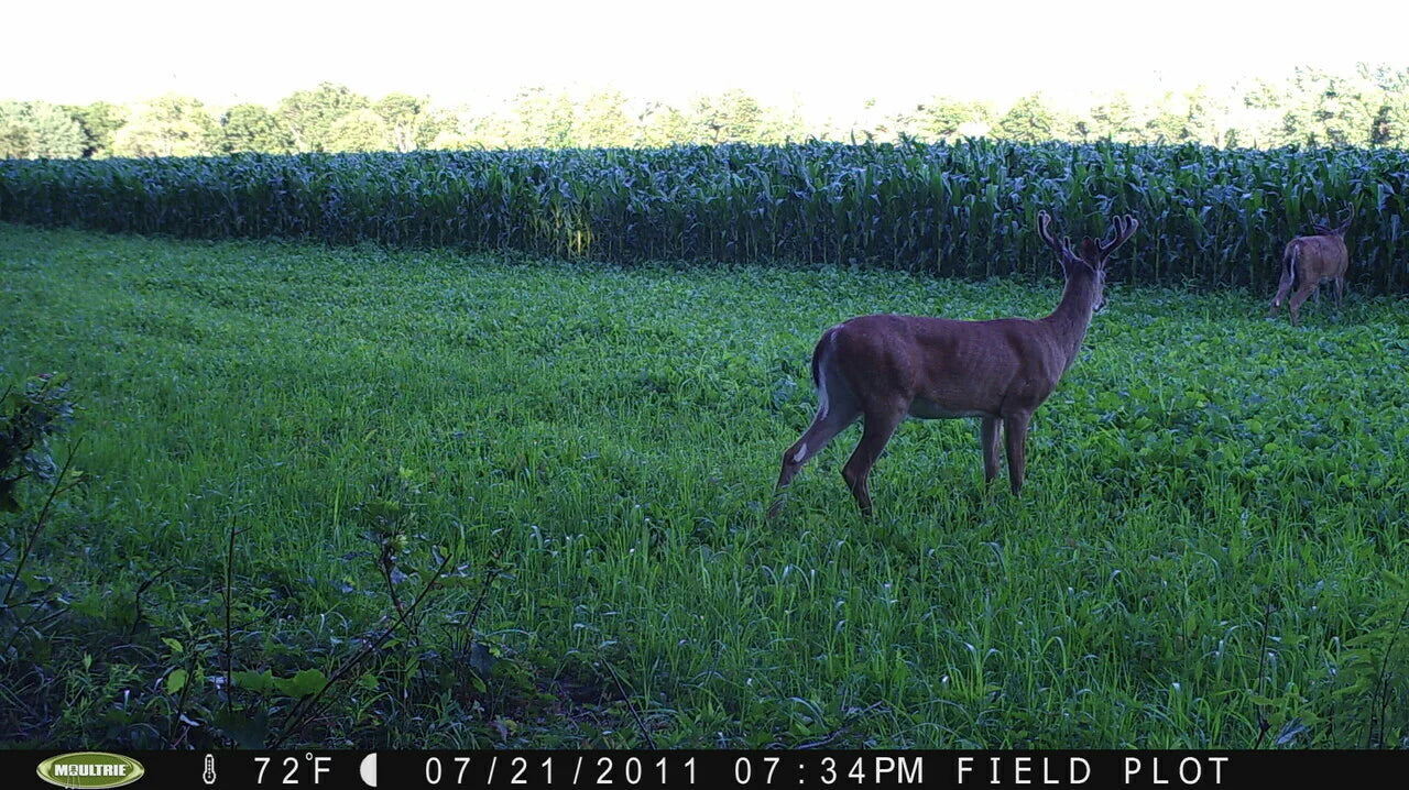 Forage Turnip Food Plot Seed