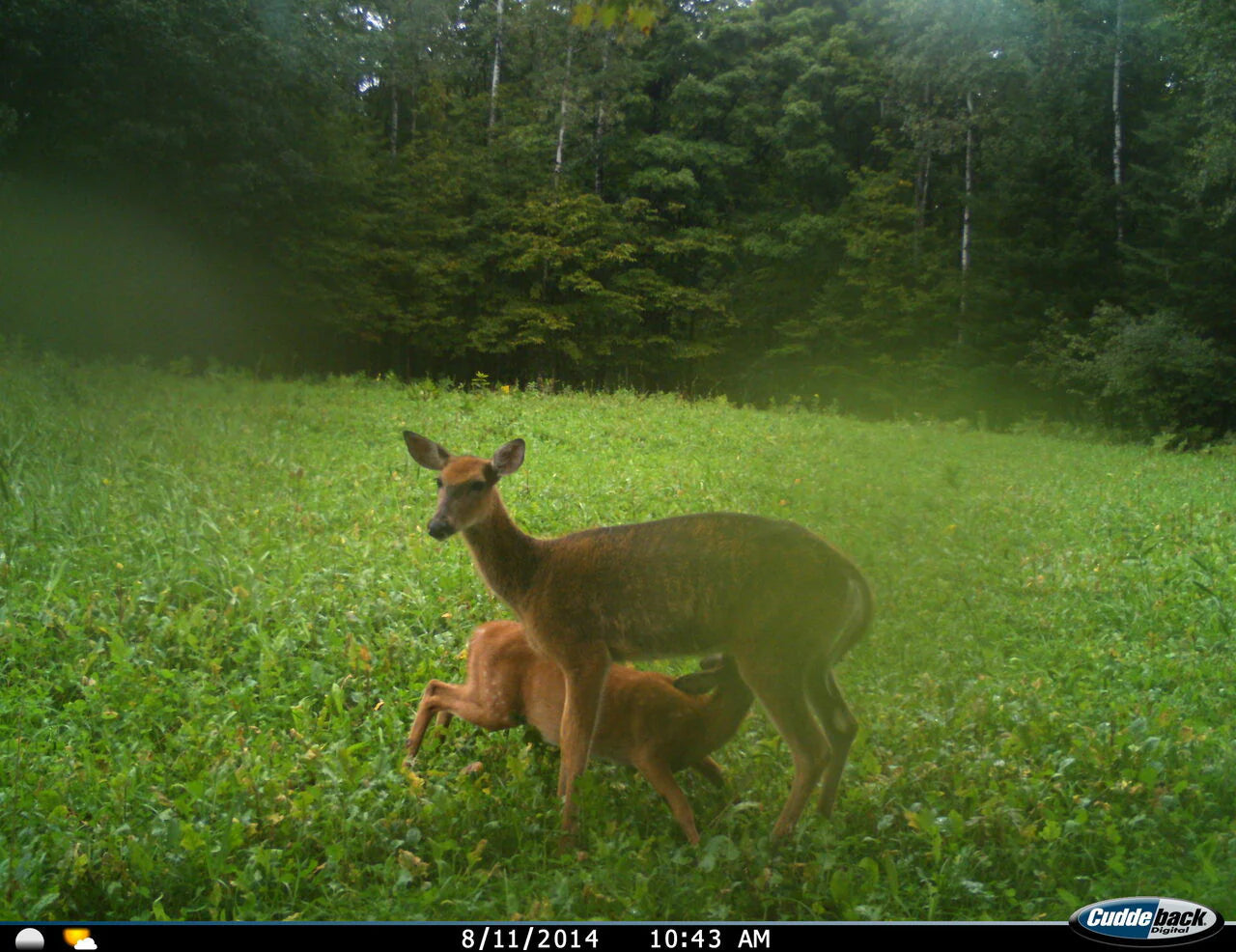 Annual and Perennial Mix Food Plot Seed