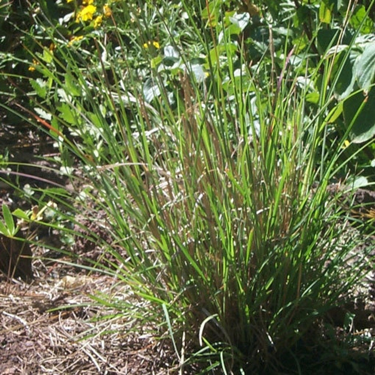 Little Bluestem Seed (Schizachyrium scoparium)