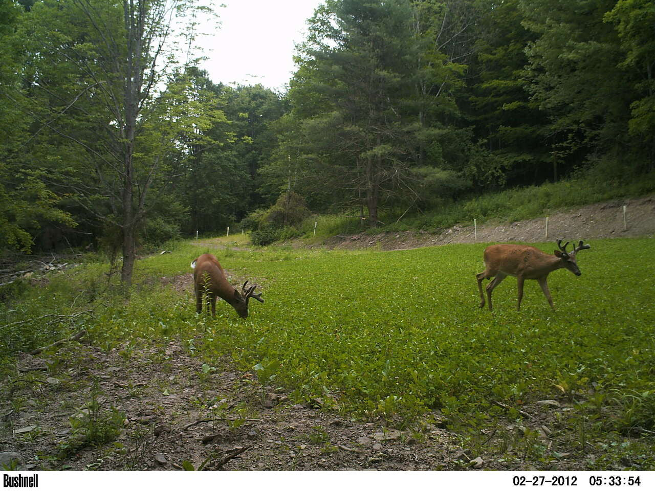 Annual and Perennial Mix Food Plot Seed