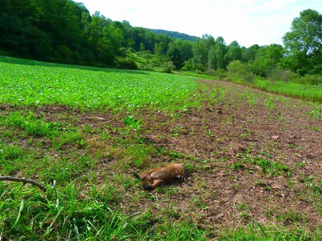 Northern Premium Mix Food Plot Seed