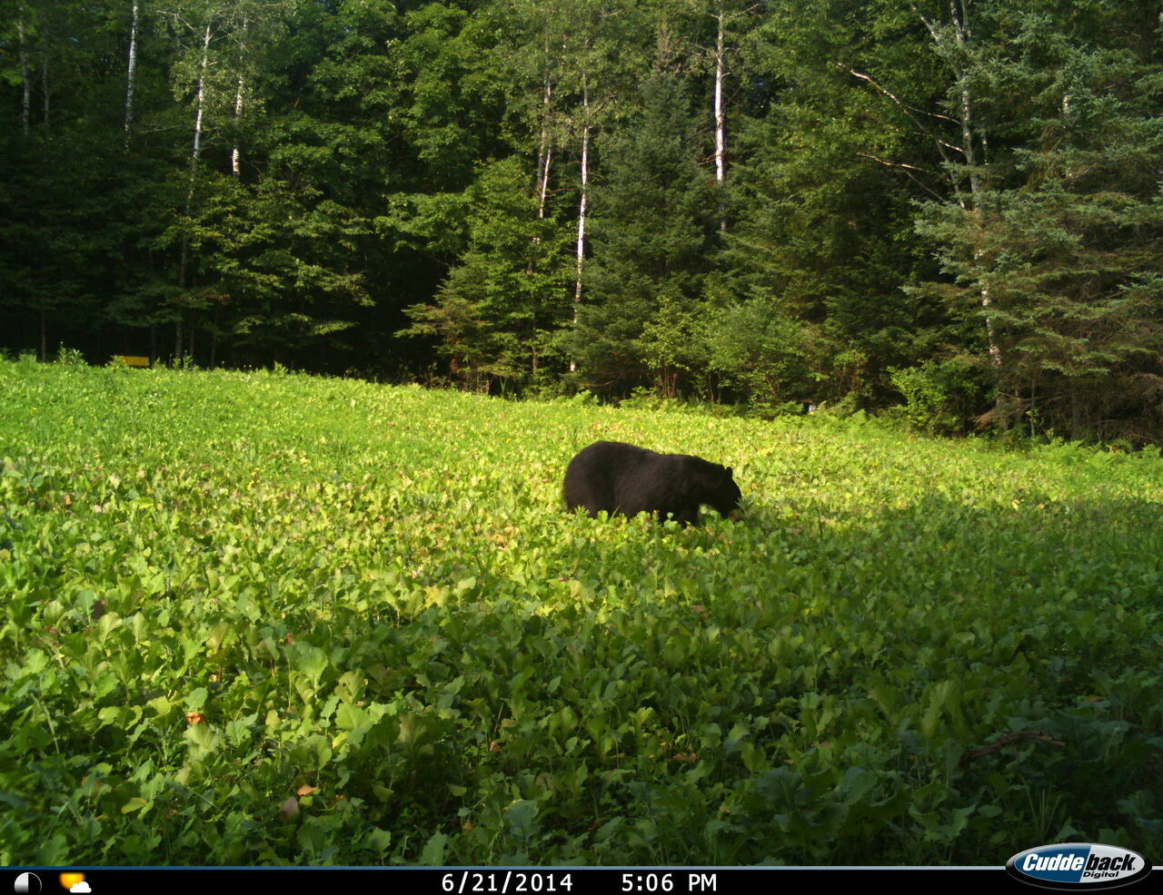 Annual and Perennial Mix Food Plot Seed